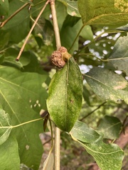 Pemphigus populicaulis