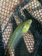 Gymnotiformes