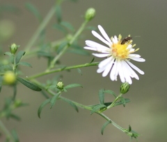 Symphyotrichum pilosum pilosum