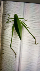 Amblycorypha oblongifolia