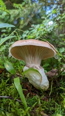 Gomphidius glutinosus