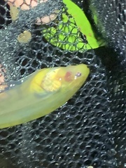 Gymnotiformes