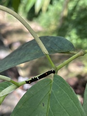 Gonodonta
