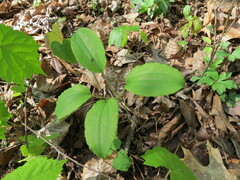 Smilax herbacea