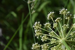 Ligusticum canbyi