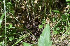 Ligusticum canbyi