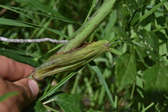 Ligusticum canbyi