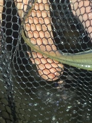 Gymnotiformes