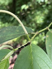 Gonodonta