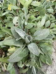 Stachys byzantina