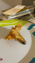 Cantharellus lateritius