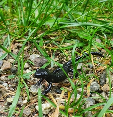 Salamandra atra