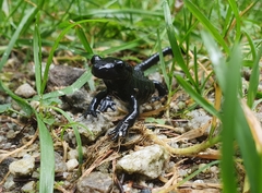 Salamandra atra