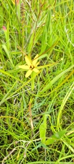 Baeometra uniflora