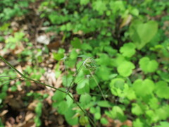 Thalictrum dioicum