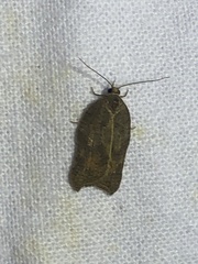 Acleris effractana