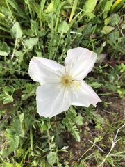 Oenothera acaulis