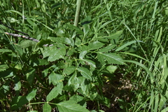 Ligusticum canbyi