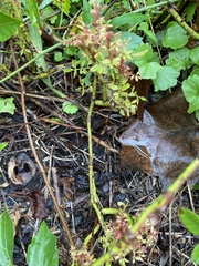 Rose rosette emaravirus