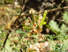 Adenocarpus complicatus