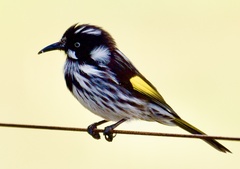 Phylidonyris novaehollandiae