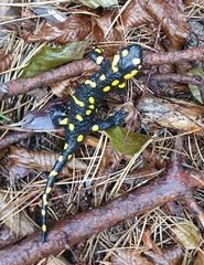 Salamandra salamandra