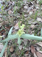 Passiflora tenuiloba