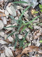 Passiflora tenuiloba