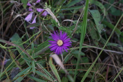 Symphyotrichum pratense