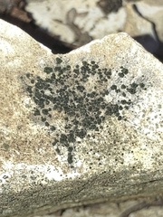 Lichinaceae