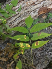 Carya illinoinensis