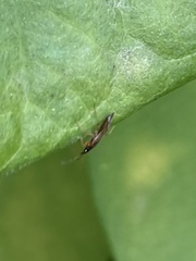 Anthocoridae