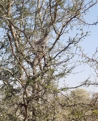 Stegodyphus dumicola