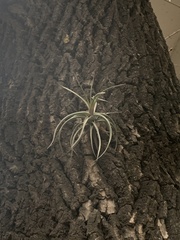 Tillandsia aeranthos