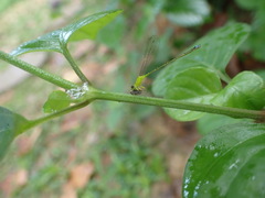 Ischnura capreolus