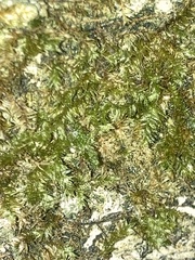 Pseudotaxiphyllum elegans