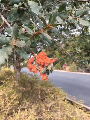 Andricus crystallinus