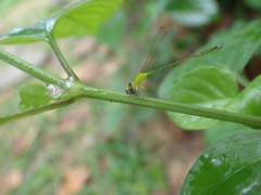 Ischnura capreolus