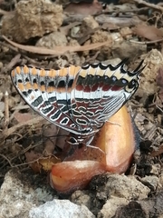 Charaxes jasius