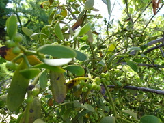 Viscum cruciatum