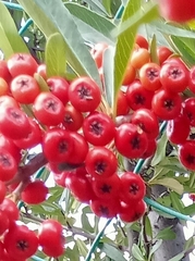 Pyracantha angustifolia