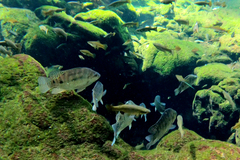 Oreochromis