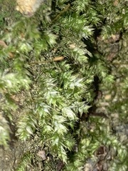 Pseudotaxiphyllum elegans