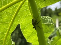 Diaprepes abbreviatus