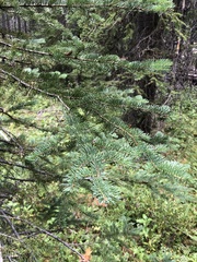 Abies lasiocarpa