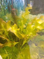 Aponogeton natalensis