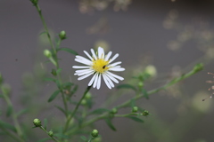 Symphyotrichum pilosum pilosum