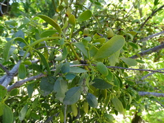 Viscum cruciatum