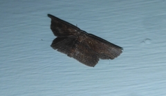 Phalacra