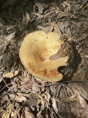 Lactarius